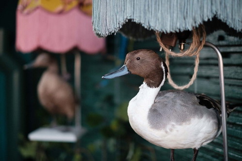 Ausgestopfte Enten fungieren als Lampenfuß.
