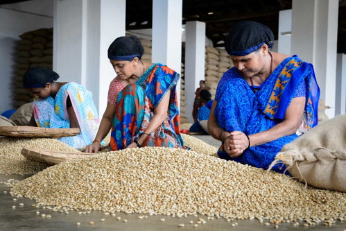 In Indien wird das Monsun-Verfahren auf Robusta-Bohnen und nicht auf die sonst üblichen Arabica-Bohnen angewendet.