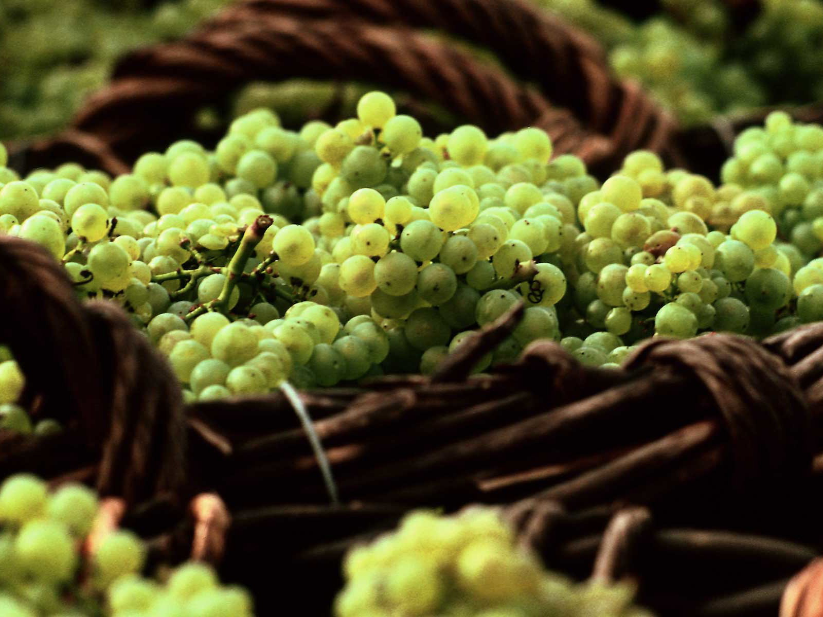 Frühe Reife, hohe Qualität und Quantität bei der Lese in der Champagne. 