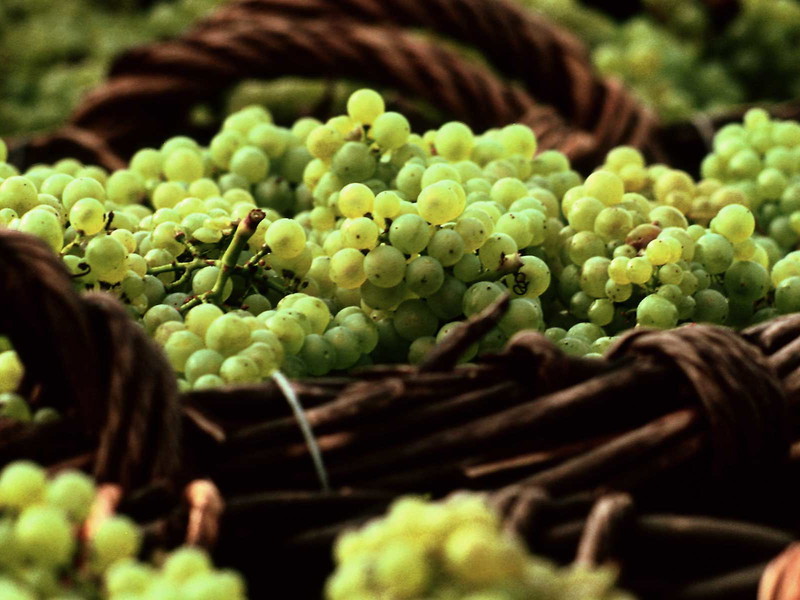 Frühe Reife, hohe Qualität und Quantität bei der Lese in der Champagne. 