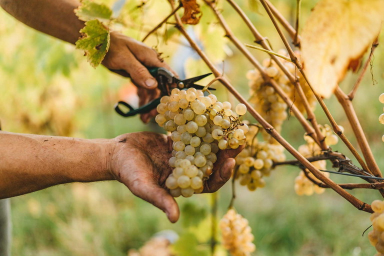 In der Champagne muss verpflichtend von Hand gelesen werden. 