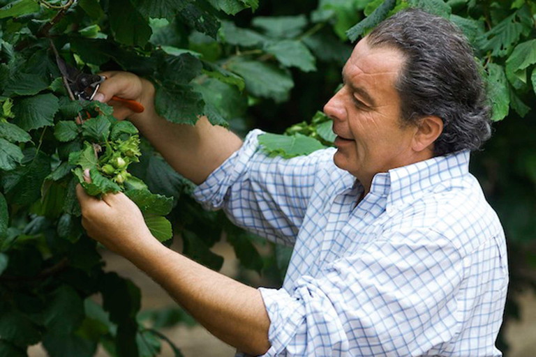 José Noé bei der Haselnussernte.