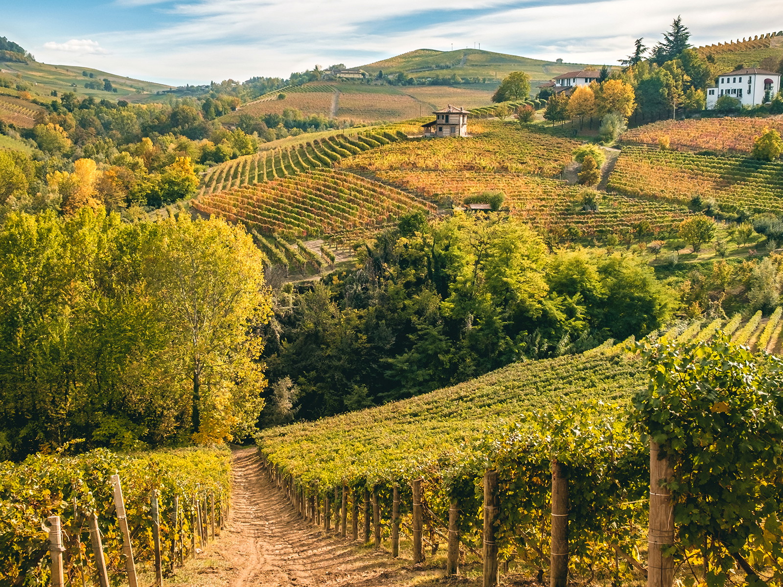 Malerischer Herbst in Barolo: Oben färbt der Wein sich bunt, unter der Erde wächst die weiße Trüffel.