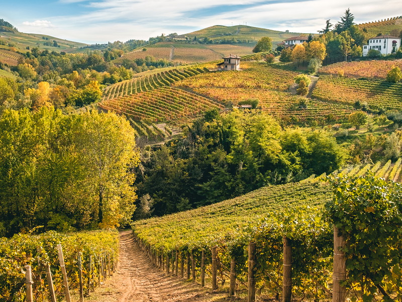 Malerischer Herbst in Barolo: Oben färbt der Wein sich bunt, unter der Erde wächst die weiße Trüffel.