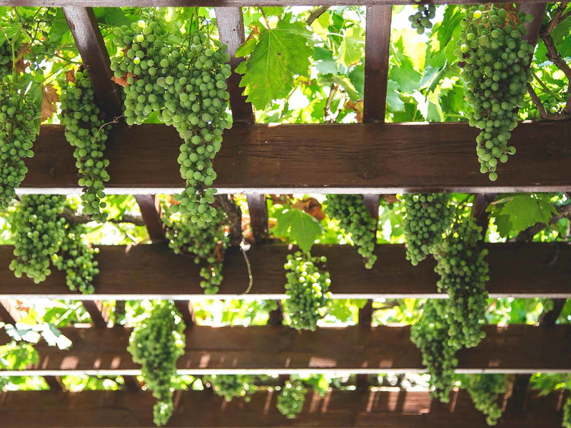 Am 6. September finden die WeinBioGrafien in Graz statt.