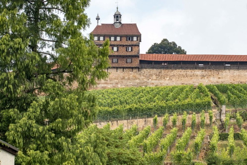 &nbsp;Den Wein im Blut: Sogar innerhalb der alten Stadtmauer breiten sich die Reben aus.