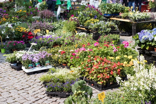 Blühendes Marktangebot auf dem Schillerplatz