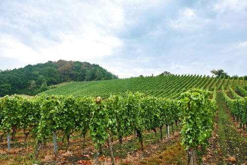 Blick auf die Weinberge am Weingut Behringer.
