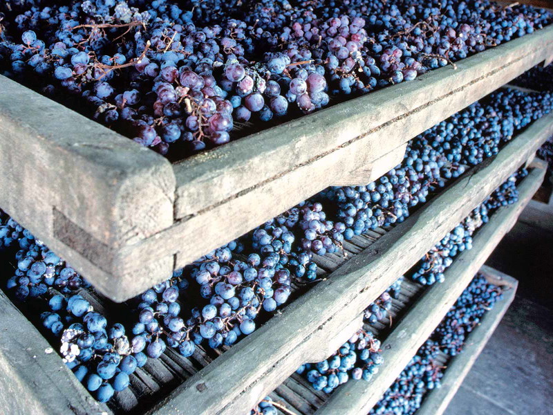 Das Appassimento-Verfahren stammt aus dem italienischen Valpolicella und kommt immer häufiger auch in Schweizer ­Kellern zum Einsatz.