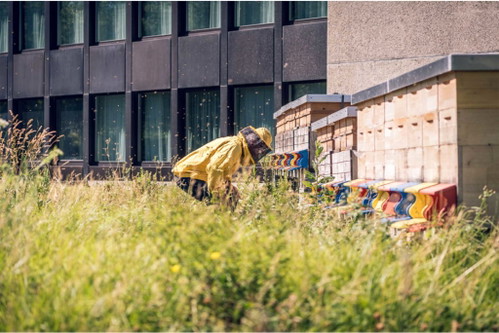Dauermieter: Das «Zürich Marriott Hotel» beherbergt Bienen auf dem Dach.