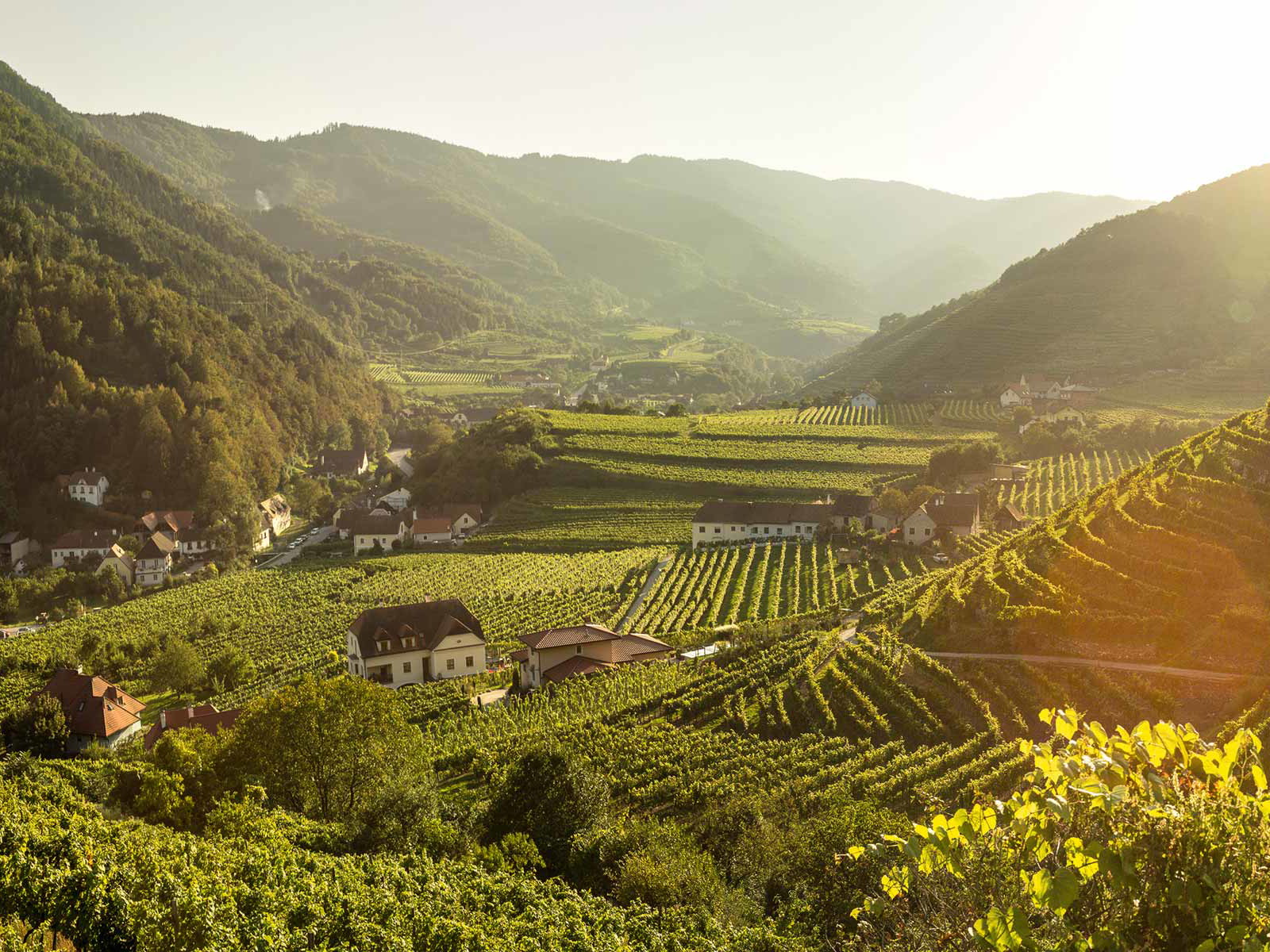 Der Spitzer Graben, ein Seitental der Donau in der Wachau, gilt als eine Hochburg der Neuburgerrebe.