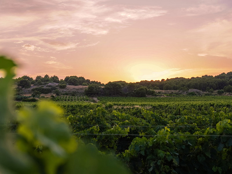 Die Küstenregion Languedoc ist eine der bedeutendsten Weinbaugebiete im Süden Frankreichs.