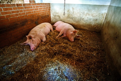 Artgerechte Tierhaltung auf dem Klausenhof.