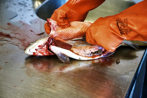 Vor unseren Augen wird der Fisch ausgenommen, so frisch ist er