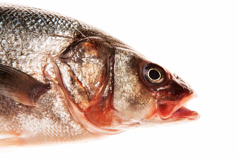 In einer aufgelassenen Tischlerei im steirischen Weiz wird neuerdings Branzino gezüchtet.