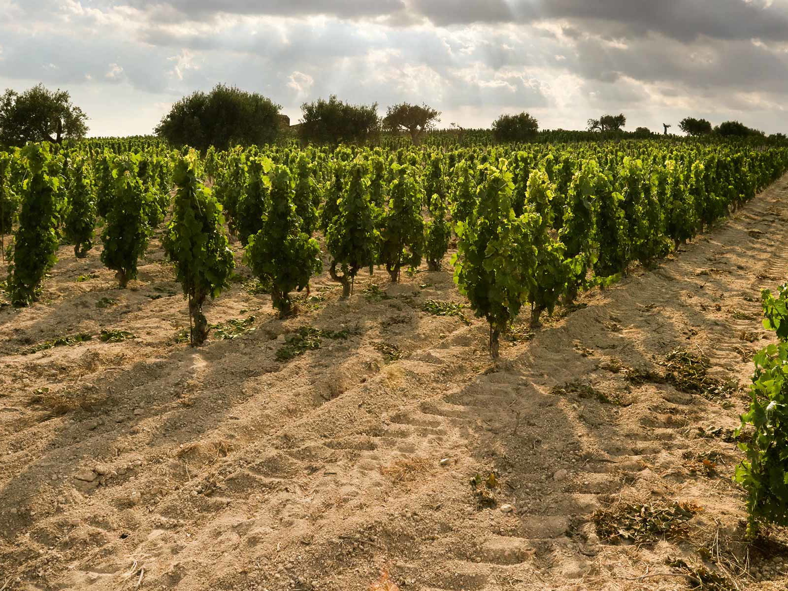 Heiße, sandige Böden und die typische Stockerziehung: Das liegt dem Nero d'Avola.