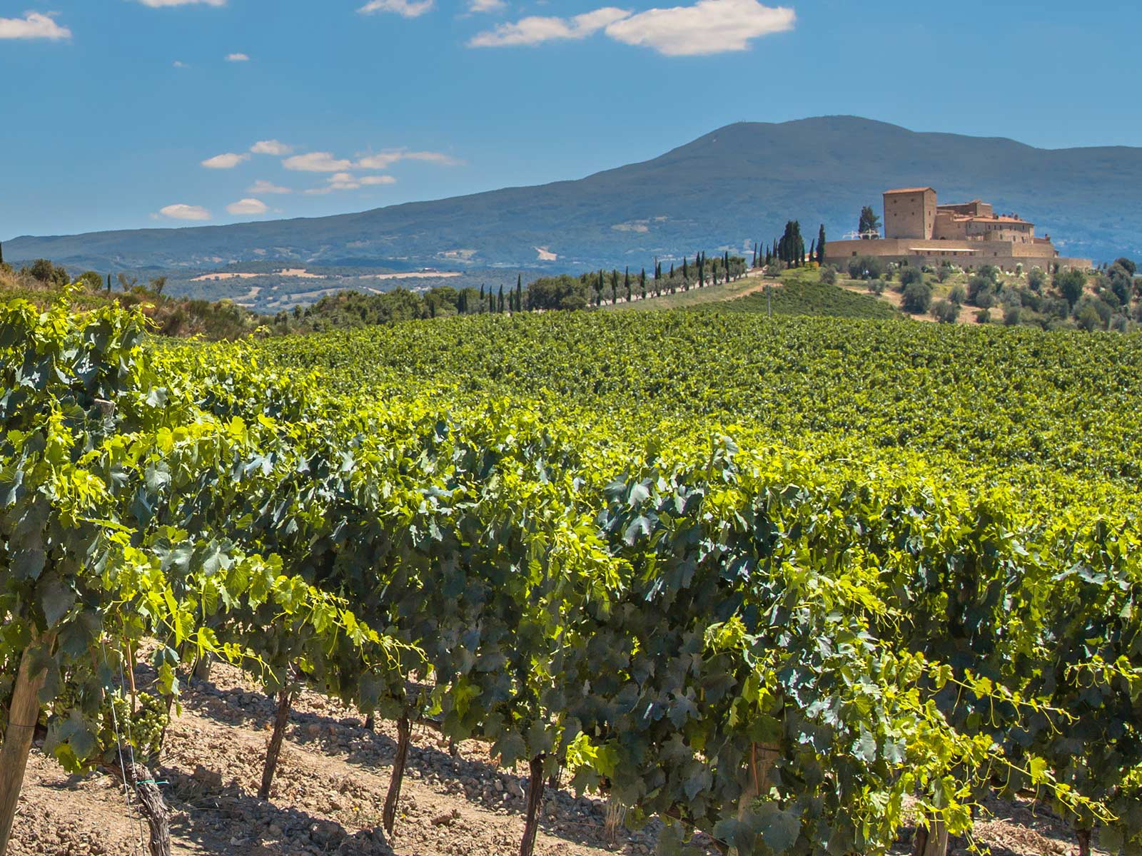 Das 200 Kilometer lange Teilstück der Rhône zwischen Vienne und Avignon ist für seine erlesenen Weine bekannt. 