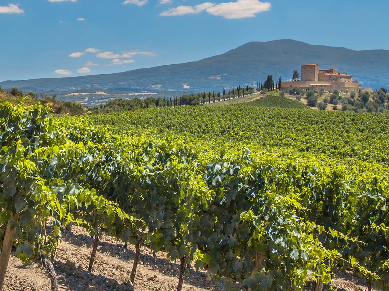 Das 200 Kilometer lange Teilstück der Rhône zwischen Vienne und Avignon ist für seine erlesenen Weine bekannt. 