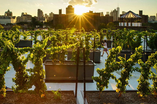 Hat der Wein von der Dachterrasse das Zeug zum Kult? Auf jeden Fall liegt er voll im Trend: Junge New Yorker kaufen gern regional, urbane Landwirtschaft über den Dächern der Grossstadt boomt schon länger.