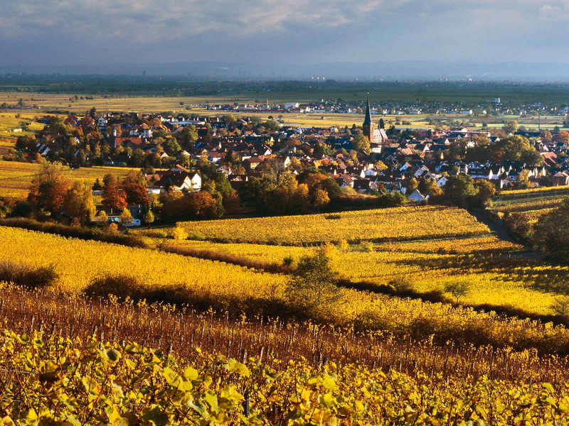 Blick von den Weinbergen auf Deidesheim.