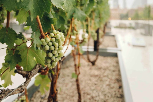 Die Reben für den neuen Vintage-Wein weren in einer Mischung aus verschiedenen Bodenarten und künstlichem Sand angebaut. Bis der 1000-Dollar-Wein so weit ist, können die Gäste Gewürztraminer verkosten. 