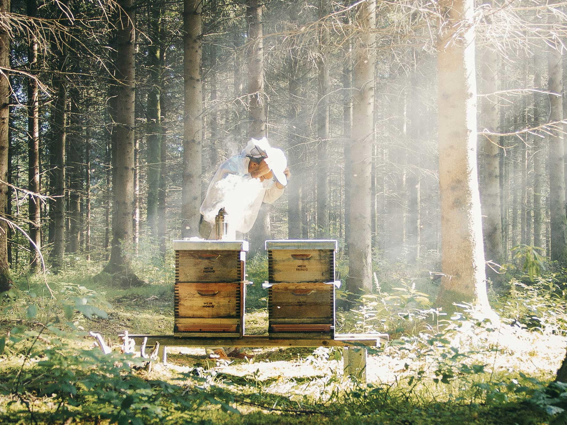 Männliche Bienen sind eine wertvolle Eiweißquelle.
