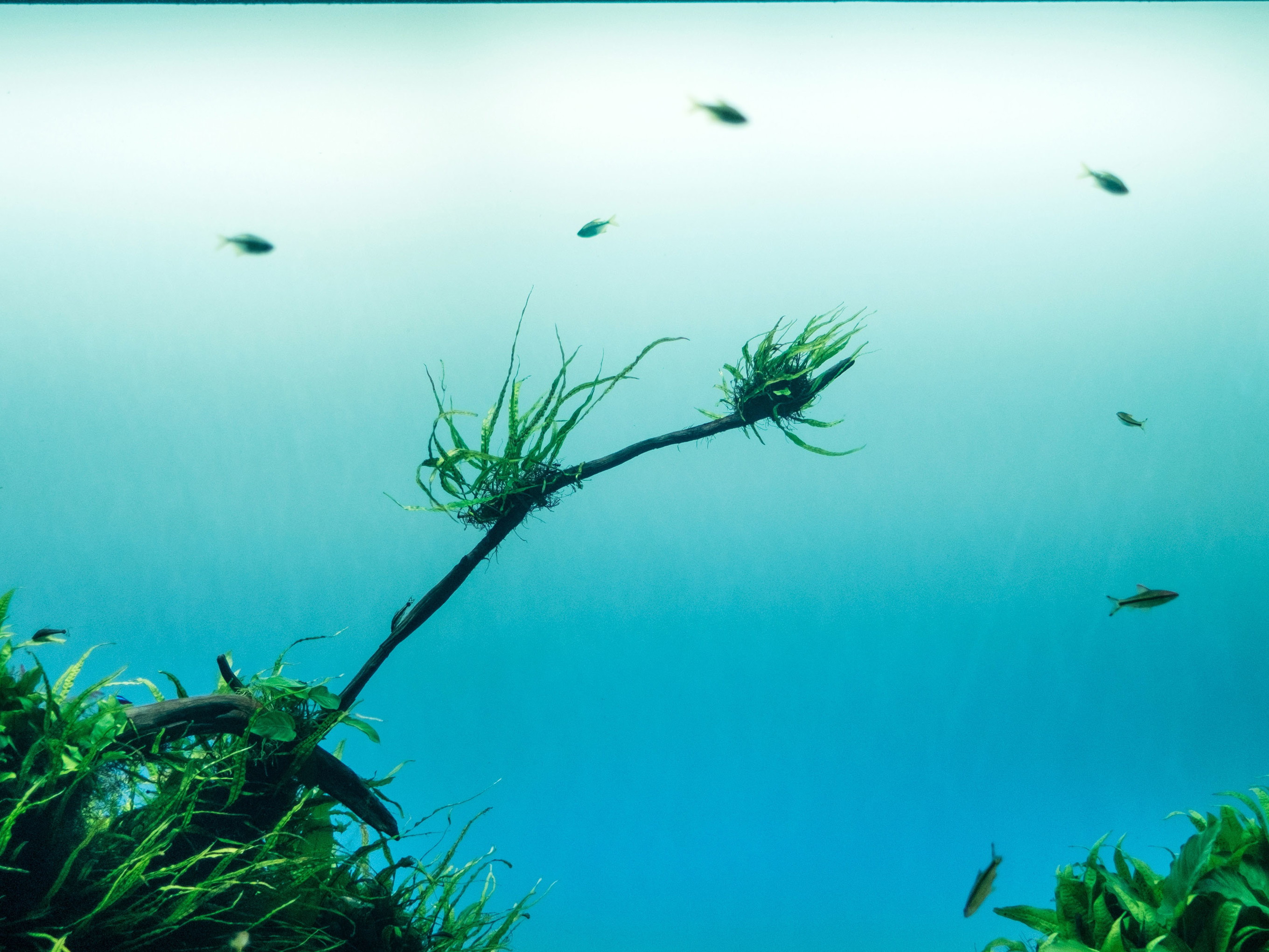 Algen wirken dem Klimawandel entgegen.