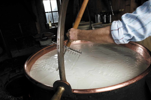 Damit die Milch reifen kann, wird sie in einen Kupferkessel »Käsekessi« gegeben und Bakterienkulturen auf Molkebasis hinzugefügt. Nach kurzer Zeit bildet sich so eine kompakte Masse, die Käsebruch.