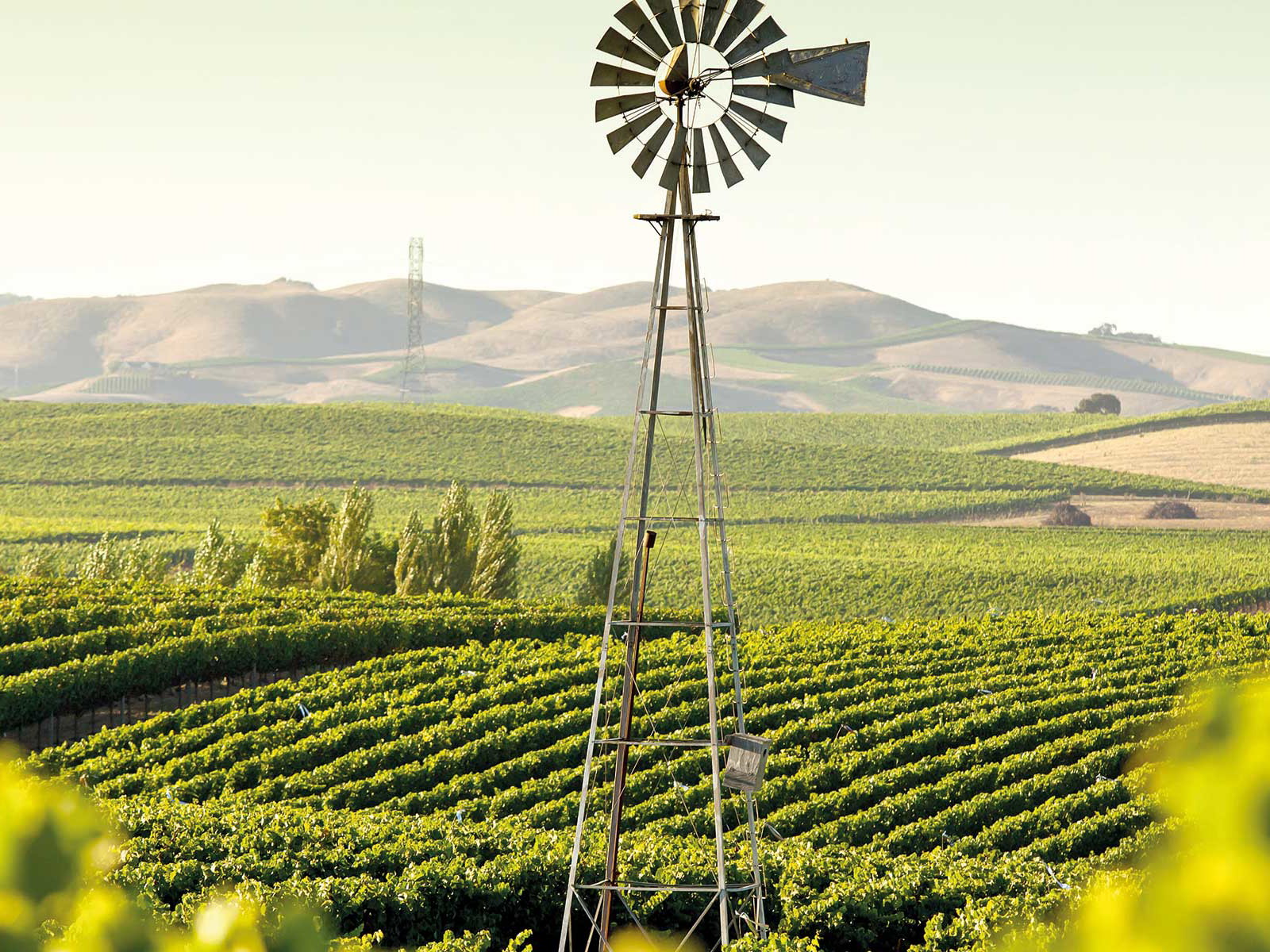 Weingärten im Napa Valley