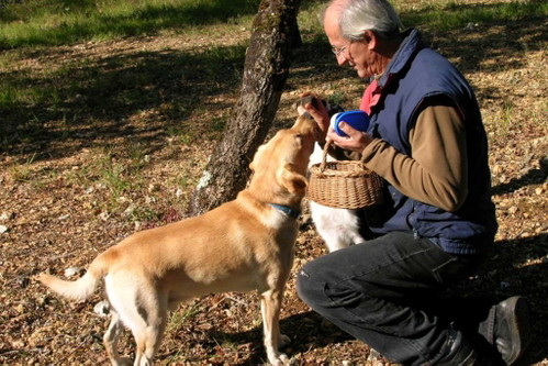 Auf Trüffelsuche mit dem Hund