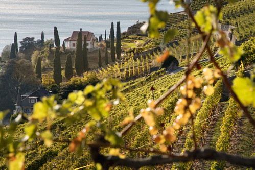 Weinreben im Lavaux