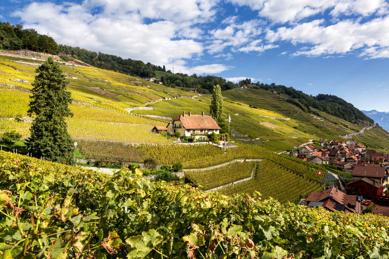 Weinreben in Dézaley und Epesses.