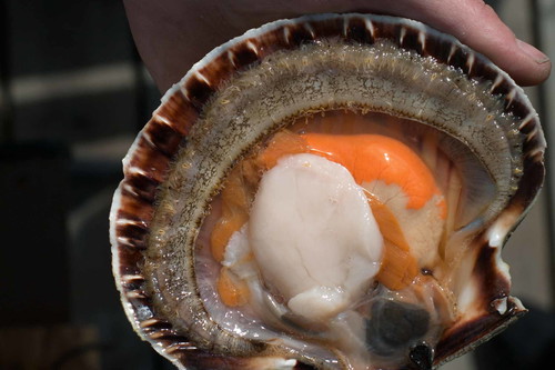 Die Muscheln werden komplett verkocht, samt Leber und anderen Innereien.