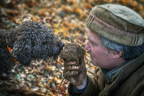 Trüffeljäger mit Hund in der Nähe von Chinon: Ode an die schwarze Trüffel.
