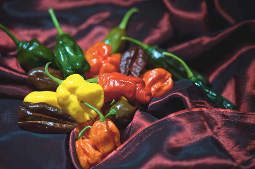 Scharfe Schote – Perfekte Bedingungen: Erst die Donau schafft die optimalen Voraussetzungen für das ­einzigartige Aroma der Wachauer Chili. Mehr als hundert Sorten werden in der ­Gärtnerei Hick kultiviert und verarbeitet.hick-wachau.at