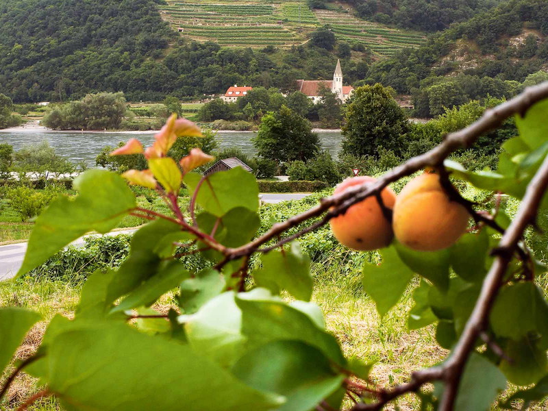 Pralle Frucht: die Marille als Markenzeichen für den Genuss einer ganzen Region.