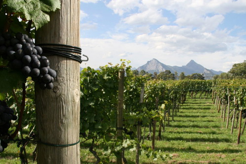 Das Weingut Donatsch.