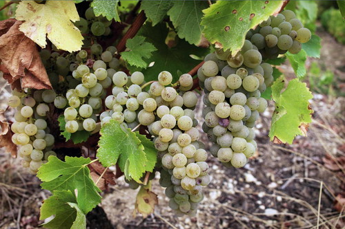 Die Appellationen Sancerre und Pouilly-Fumé stehen für Sauvignon Blanc von Weltformat. Aber auch gute Pinot Noirs werden hier erzeugt.