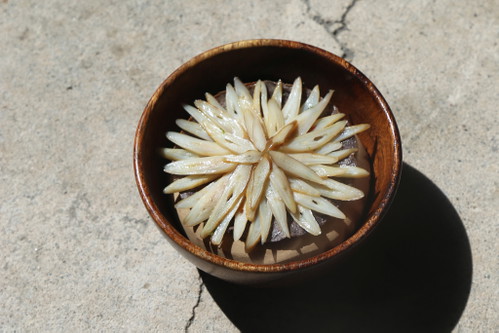 Razor Clam