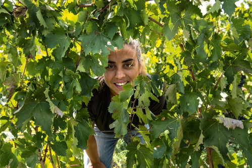 Arianna Occhipinti macht Weine mit Herz und Verstand. 