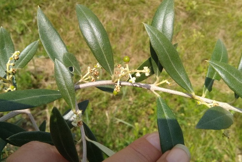 Die ersten Knospen sind da.
