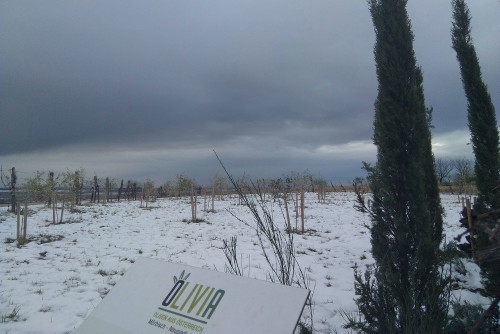 Mit dem Winter kommen die Bäume im Burgenland gut zurecht.