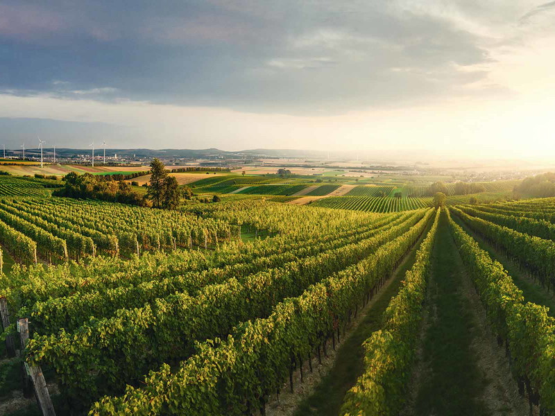 Blick über die Weinberge in Göttlesbrunn-Arbesthal. 