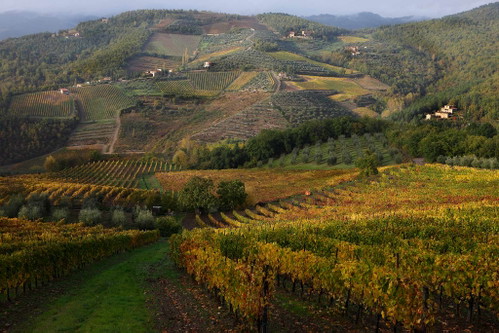 Die Landschaft des Chianti besteht hauptsächlich aus Wäldern.