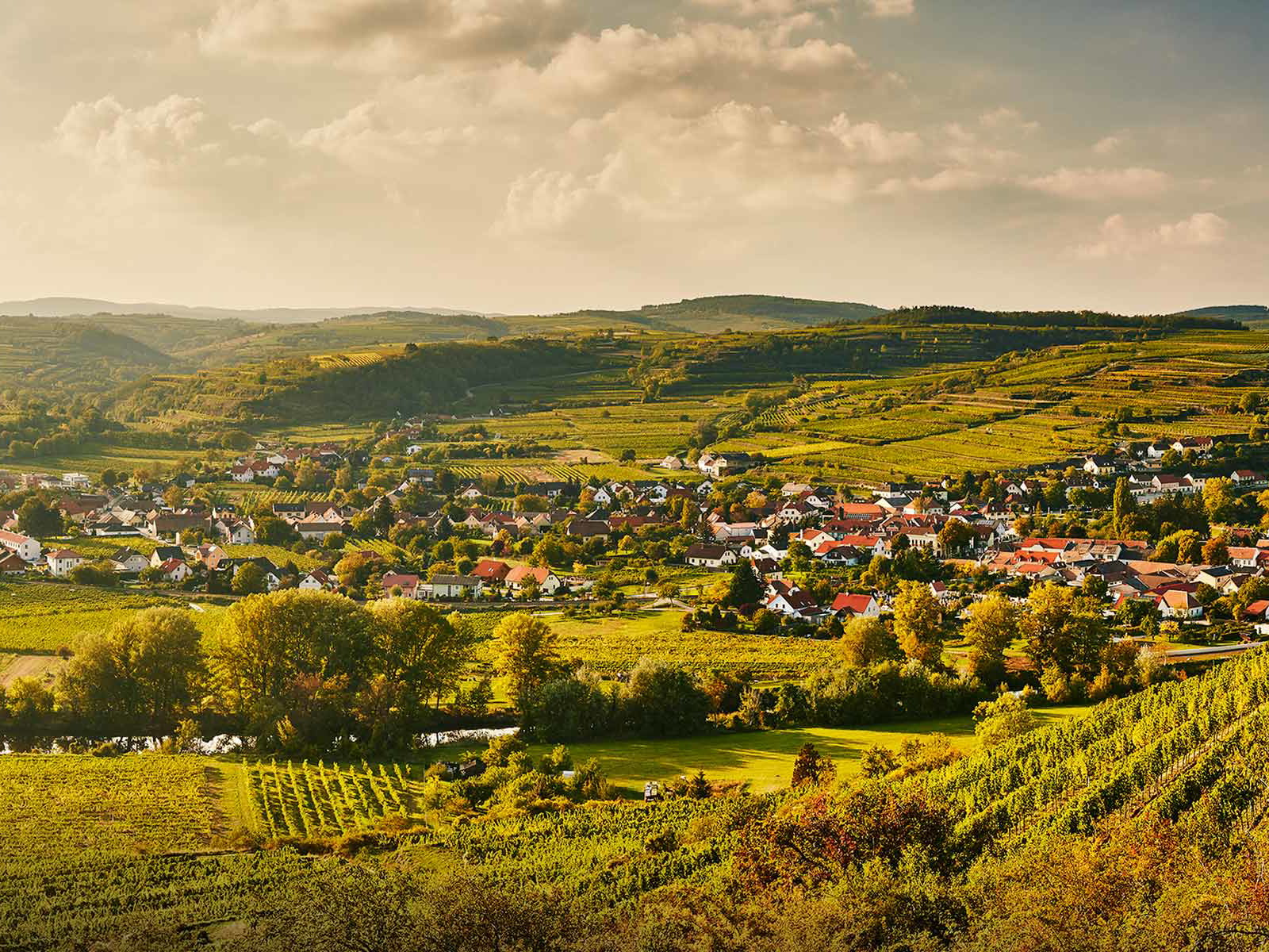 Wohin das Auge schweift: Weinreben beherrschen das Landschaftsbild im milden Klima des Kamptales.