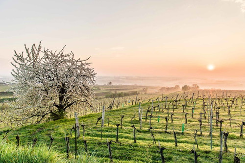 Frühlingsbeginn in den Weingärten des Traisentales. Der neue Jahrgang reift bereits in den Kellern heran.