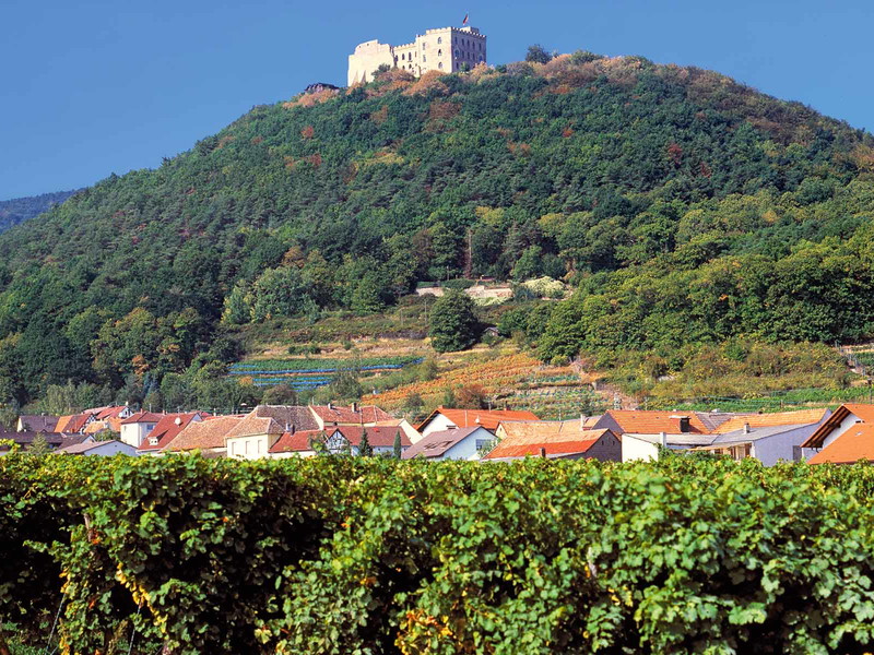Das Hambacher Schloss über den Reben der Mittelhaardt: Trockener Pfälzer Riesling ist der weiße Lieblingswein der Deutschen.