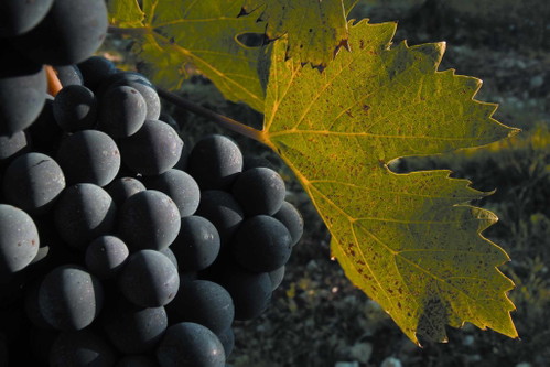 Sangiovese-Traube.