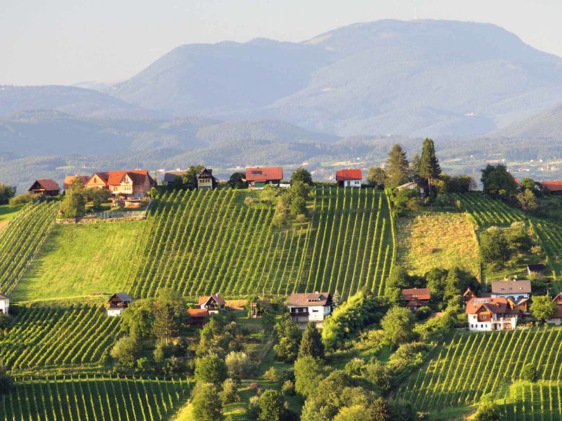 Auf steilen, optimal zur Sonne ausgerichteten Hanglagen gegen kalte Strömungen geschützt, fühlt sich die Rebsorte Blaue Wildbacher besonders wohl.