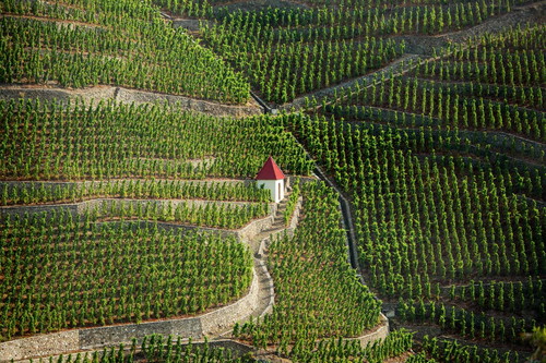 Eindrucksvoll präsentieren sich die steilen Weingärten der Côte Brune in Côte-Rôtie.